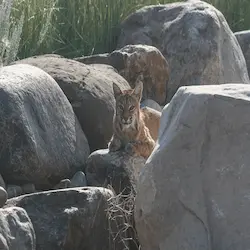 The majesty of wildlife lies in its diversity